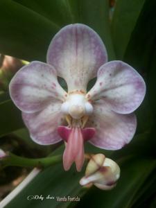 Vanda foetida