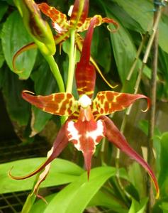 Rhynchostele cordata