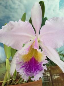 Cattleya gaskelliana