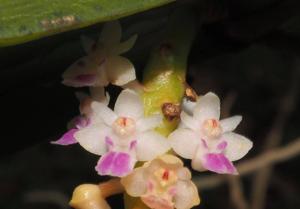 Smitinandia micrantha