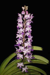 Rhynchostylis coelestis