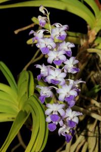 Rhynchostylis coelestis