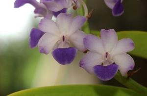 Rhynchostylis coelestis