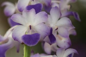 Rhynchostylis coelestis