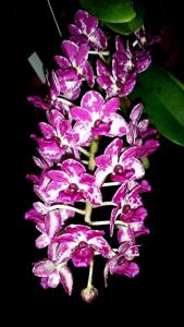 Rhynchostylis gigantea