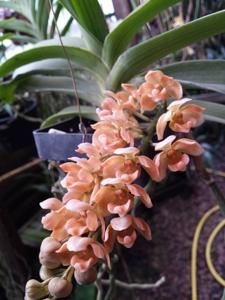 Rhynchostylis gigantea
