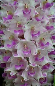 Rhynchostylis retusa