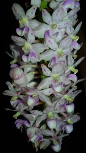 Rhynchostylis retusa