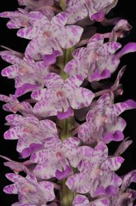 Rhynchostylis retusa