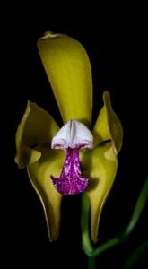 Cattleya porphyroglossa