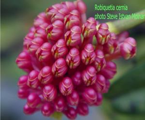 Robiquetia cerina