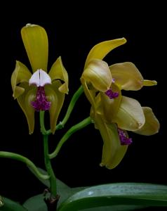 Cattleya porphyroglossa