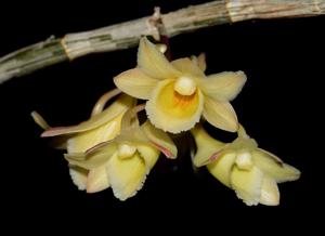 Dendrobium lampongense