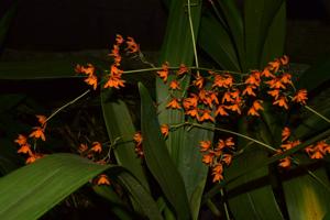 Cyrtochilum retusum