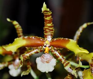 Rossioglossum grande