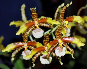 Rossioglossum grande