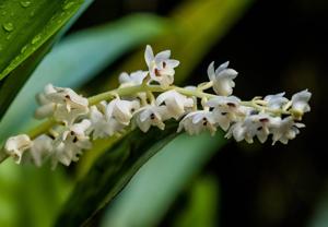 Bryobium hyacinthoides