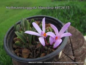 Cattleya liliputana