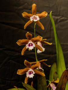 Miltonia candida