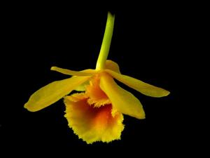 Dendrobium chrysotoxum