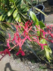 Renanthera isosepala