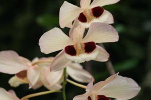 Dendrobium pulchellum