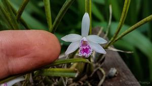 Cattleya lundii