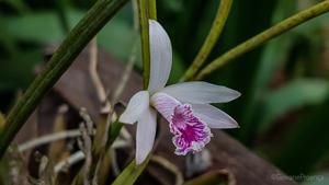 Cattleya lundii