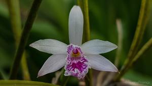 Cattleya lundii