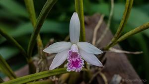 Cattleya lundii