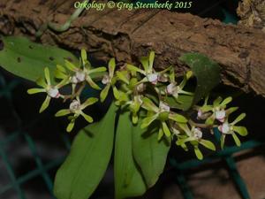 Sarcochilus borealis