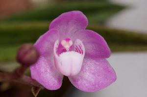 Sarcochilus ceciliae