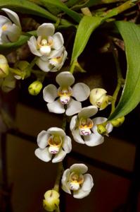 Sarcochilus falcatus