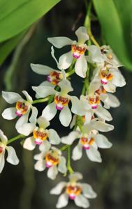 Sarcochilus falcatus