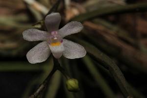 Sarcochilus hillii