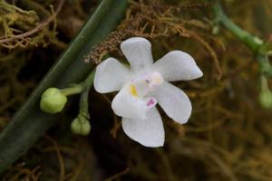 Sarcochilus hillii