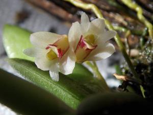 Dendrobium rigidum