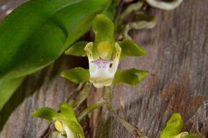 Sarcochilus spathulatus