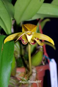 Bulbophyllum dearei