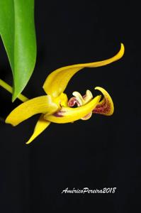 Bulbophyllum dearei