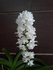 Rhynchostylis coelestis