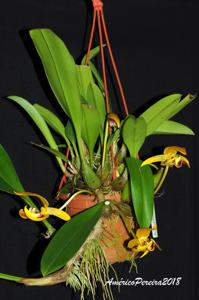 Bulbophyllum dearei