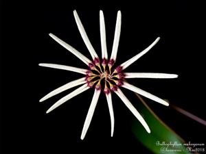 Bulbophyllum makoyanum