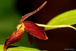 Bulbophyllum holochilum
