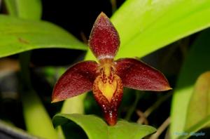 Bulbophyllum holochilum