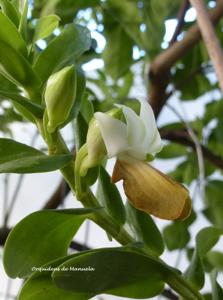 Dendrobium ellipsophyllum