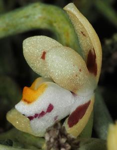 Trachoma rhopalorrhachis