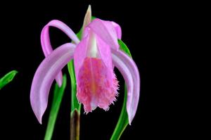 Pleione pleionoides