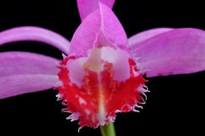 Pleione pleionoides