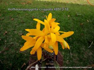 Cattleya crispata